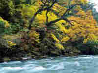 黑水奶子沟红叶彩林